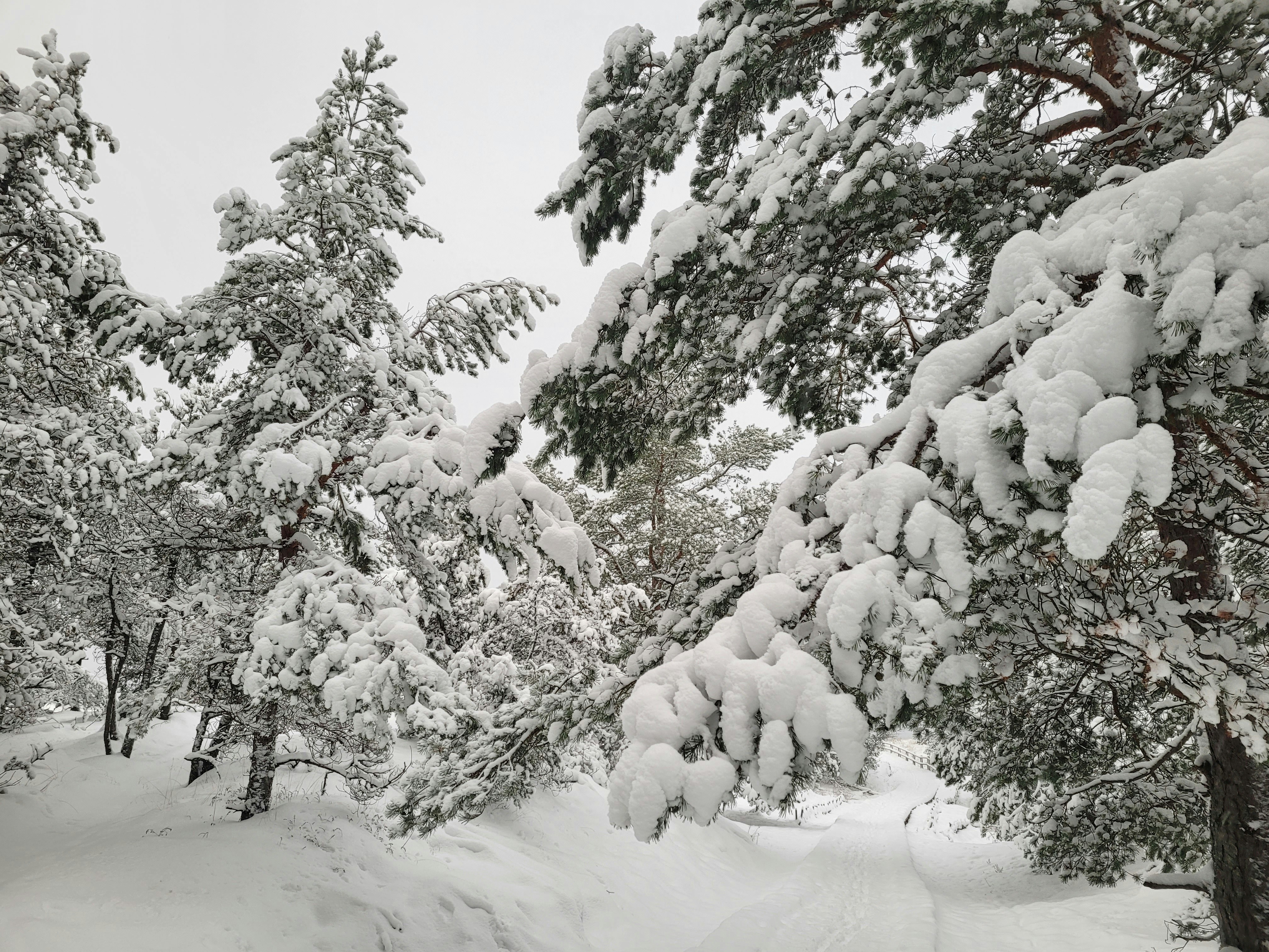 a snow covered forest filled with lots of trees