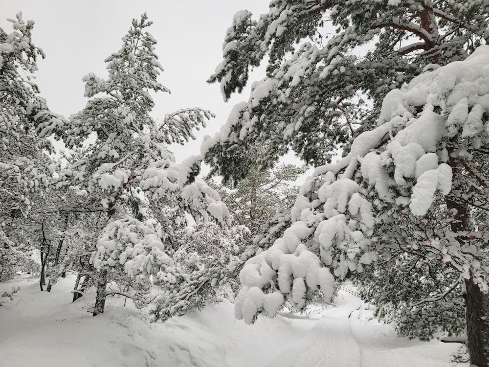 a snow covered forest filled with lots of trees