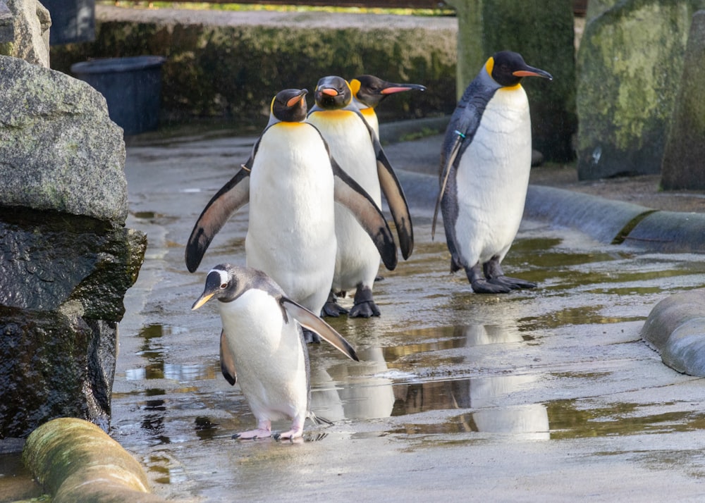 a group of penguins standing on top of a puddle of water