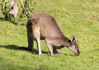 Close-up of a kangaroo grazing near a rustic golf cart on a dusty trail.