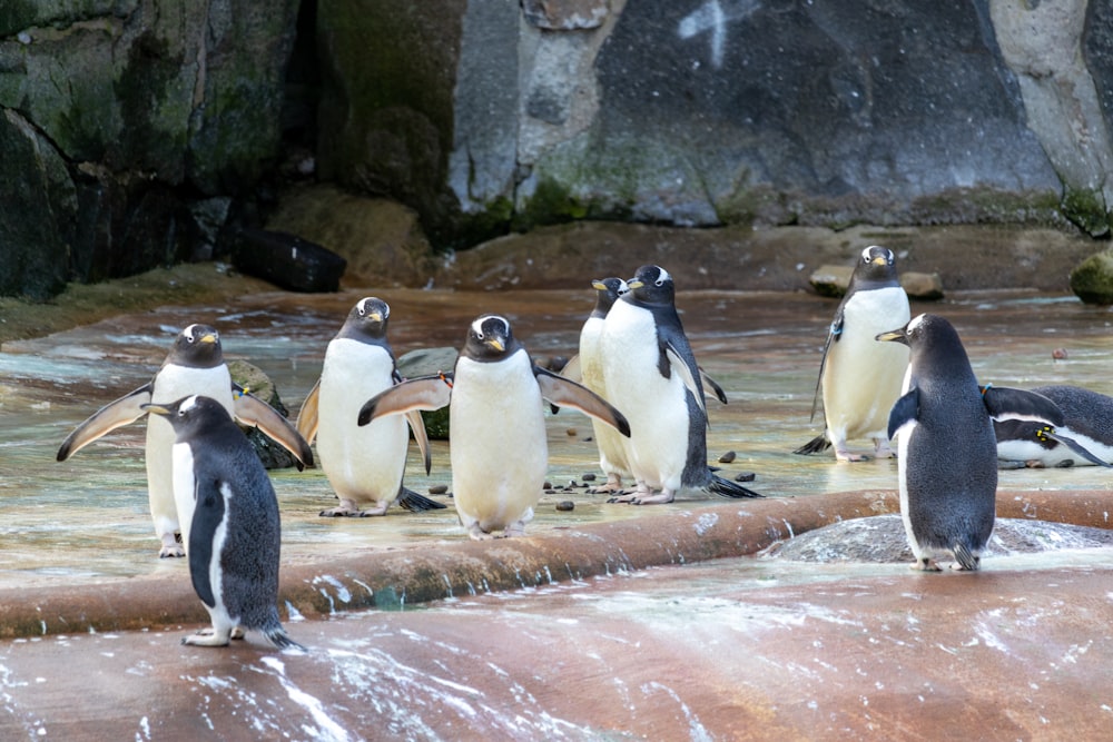 a group of penguins standing on top of a pool of water