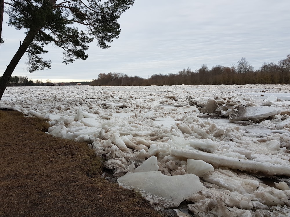 a large amount of ice on the ground next to a tree