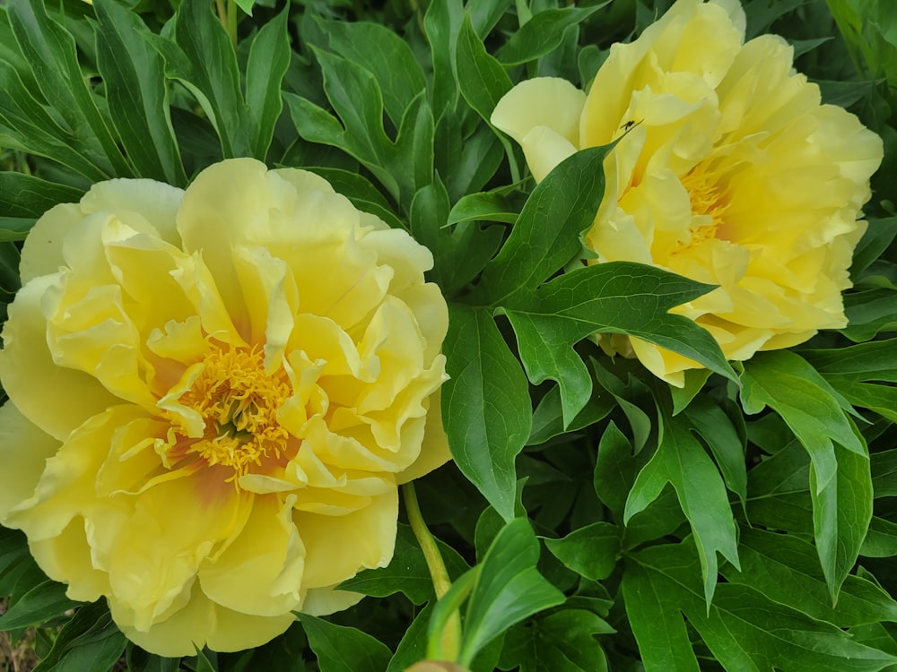 a close up of two yellow flowers on a plant