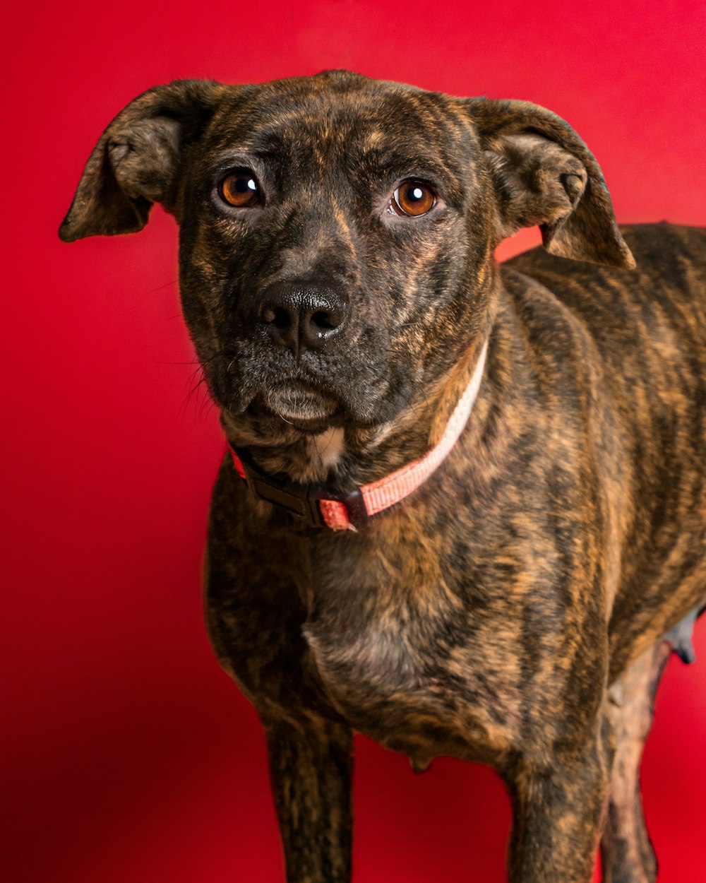 a close up of a dog on a red background