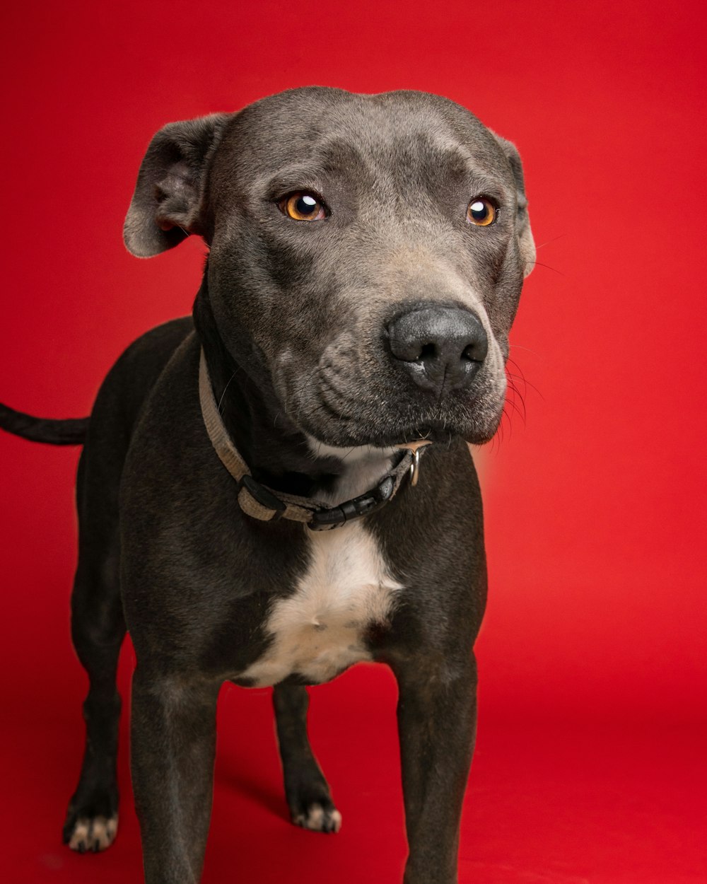 a close up of a dog on a red background