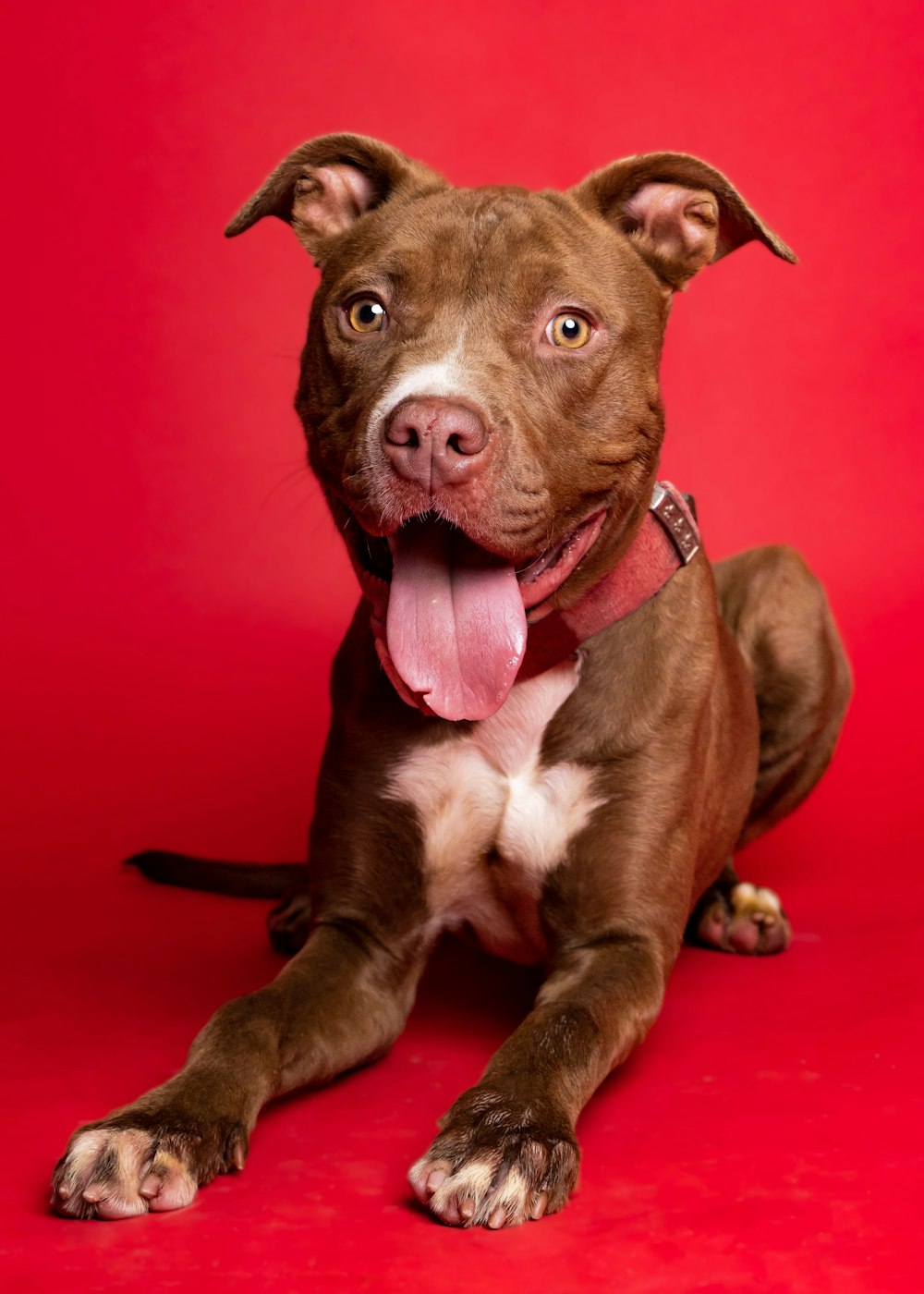 a brown and white dog sitting on top of a red floor