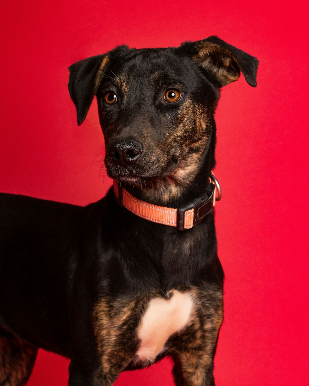 a black and brown dog standing in front of a red background