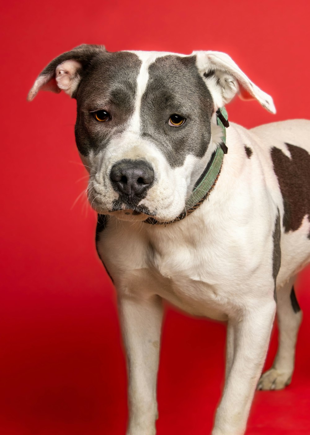 a close up of a dog on a red background