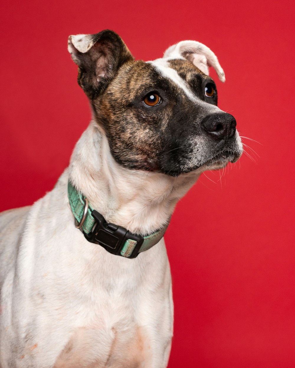 a close up of a dog on a red background