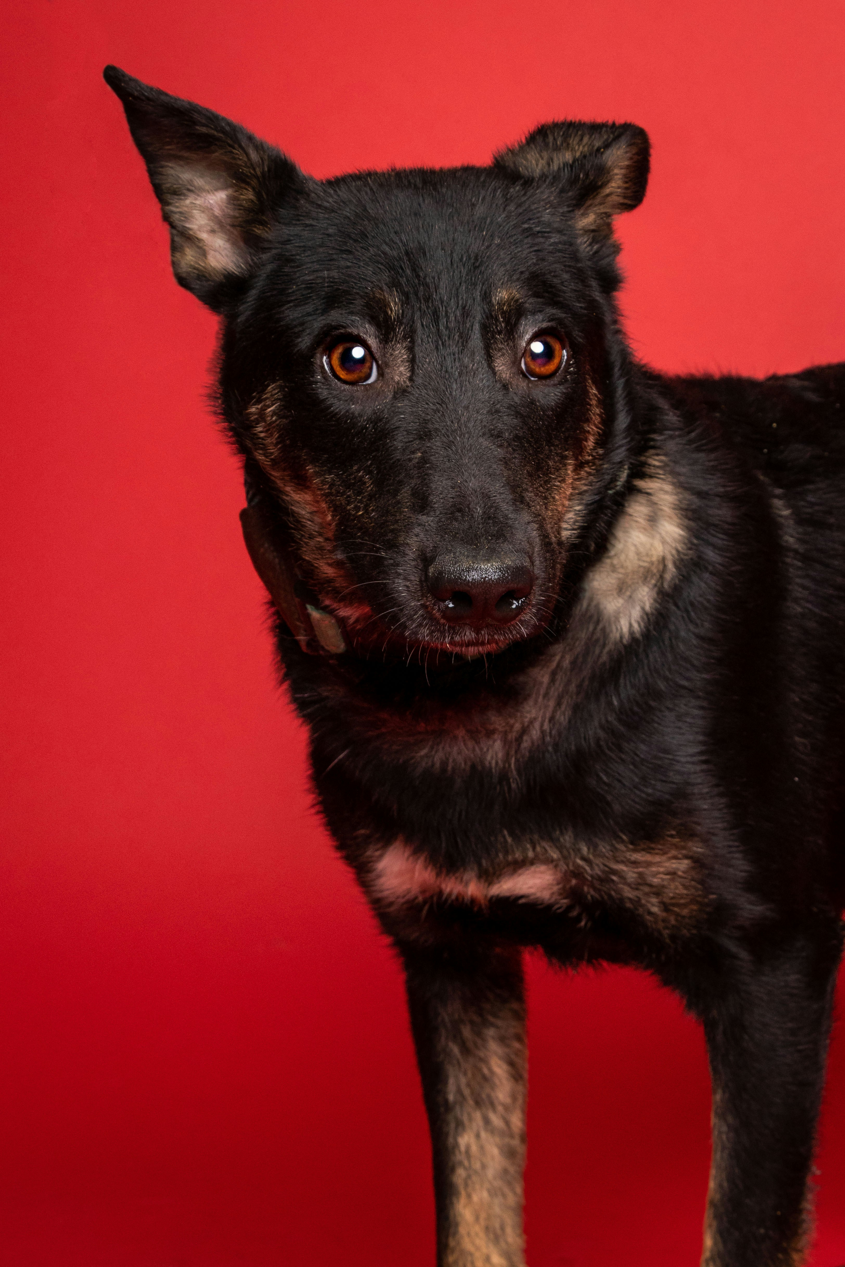 a black and brown dog standing in front of a red background
