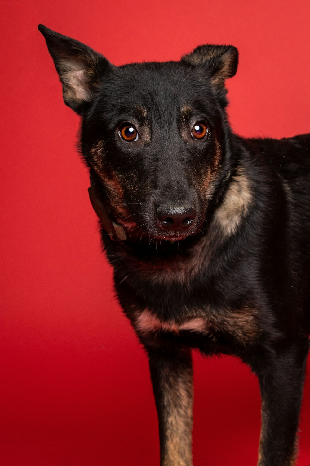 a black and brown dog standing in front of a red background