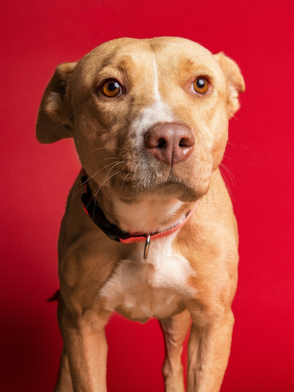 a close up of a dog on a red background