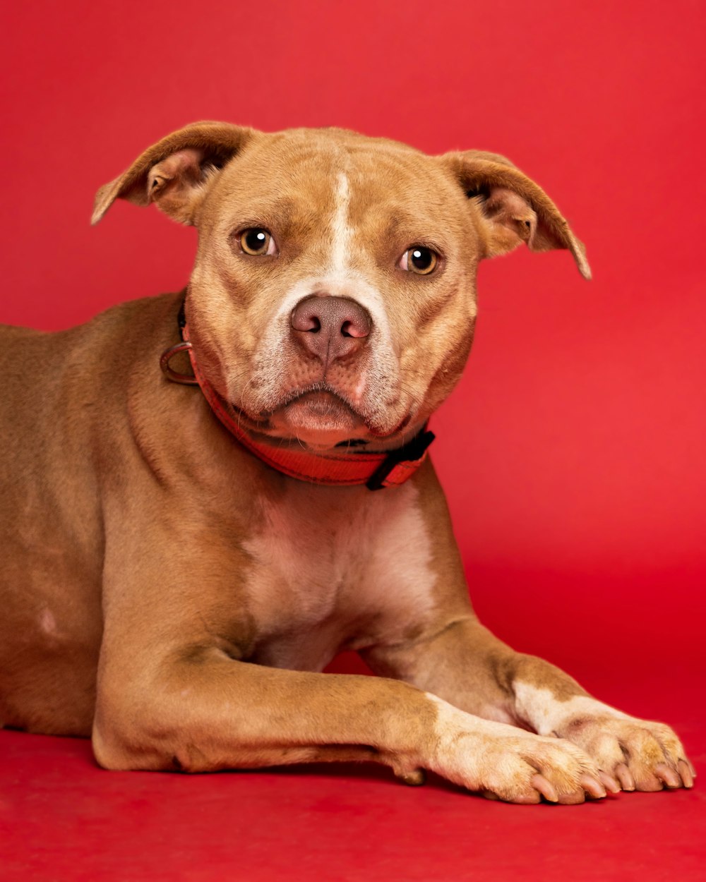 a brown and white dog laying on top of a red floor