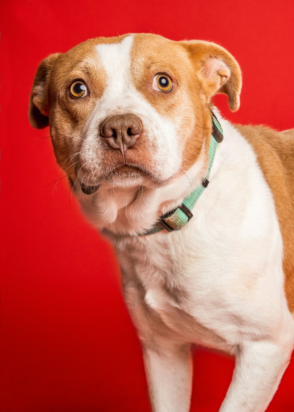 a brown and white dog standing in front of a red background
