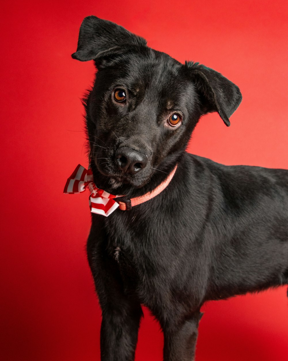 a black dog wearing a red and white bow tie
