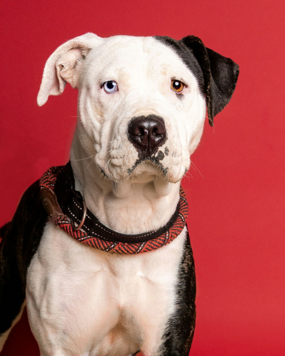 a black and white dog with a red collar