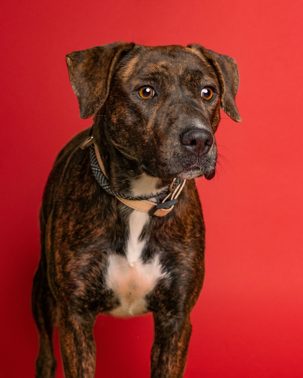 a close up of a dog on a red background