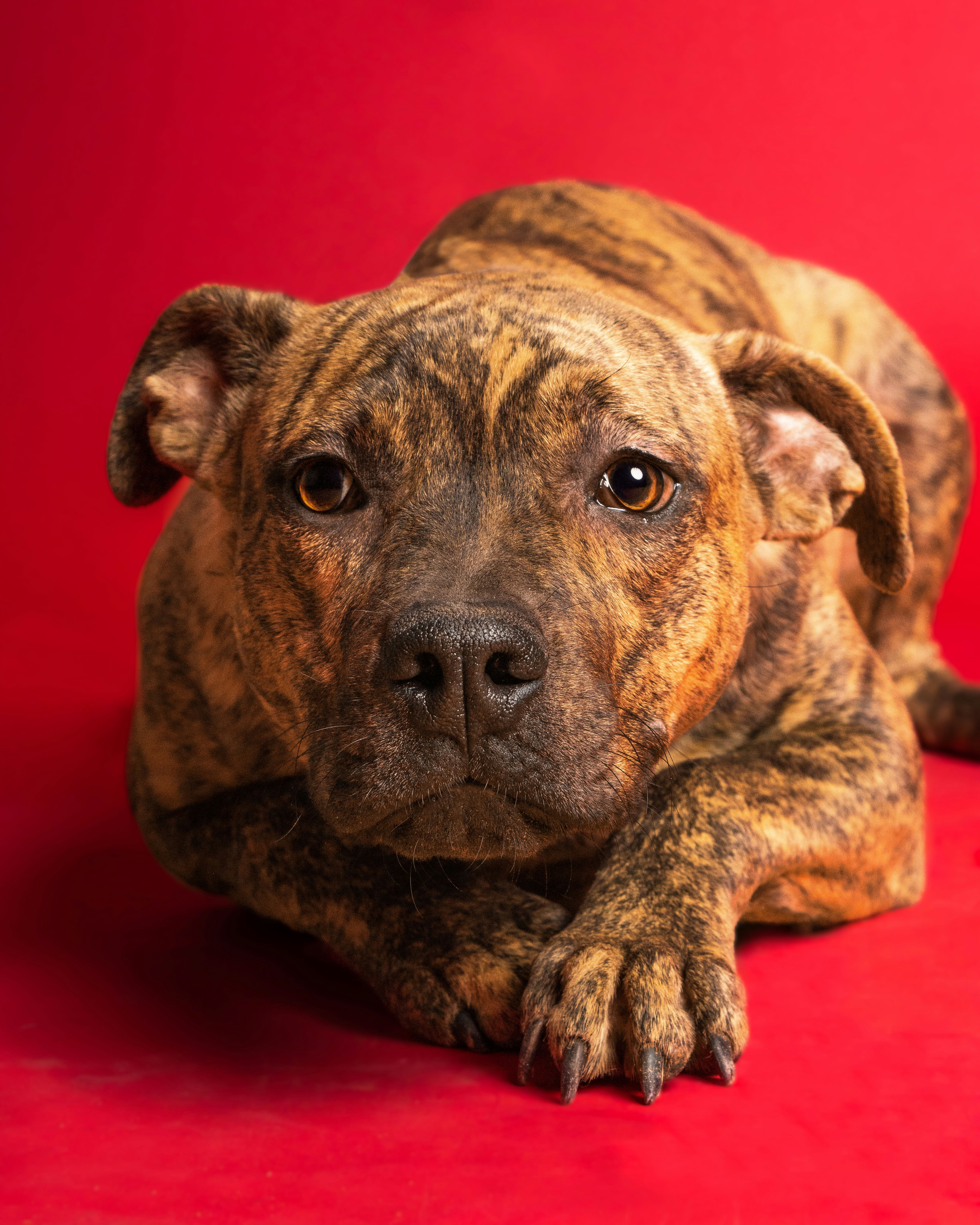 a close up of a dog laying on a red surface