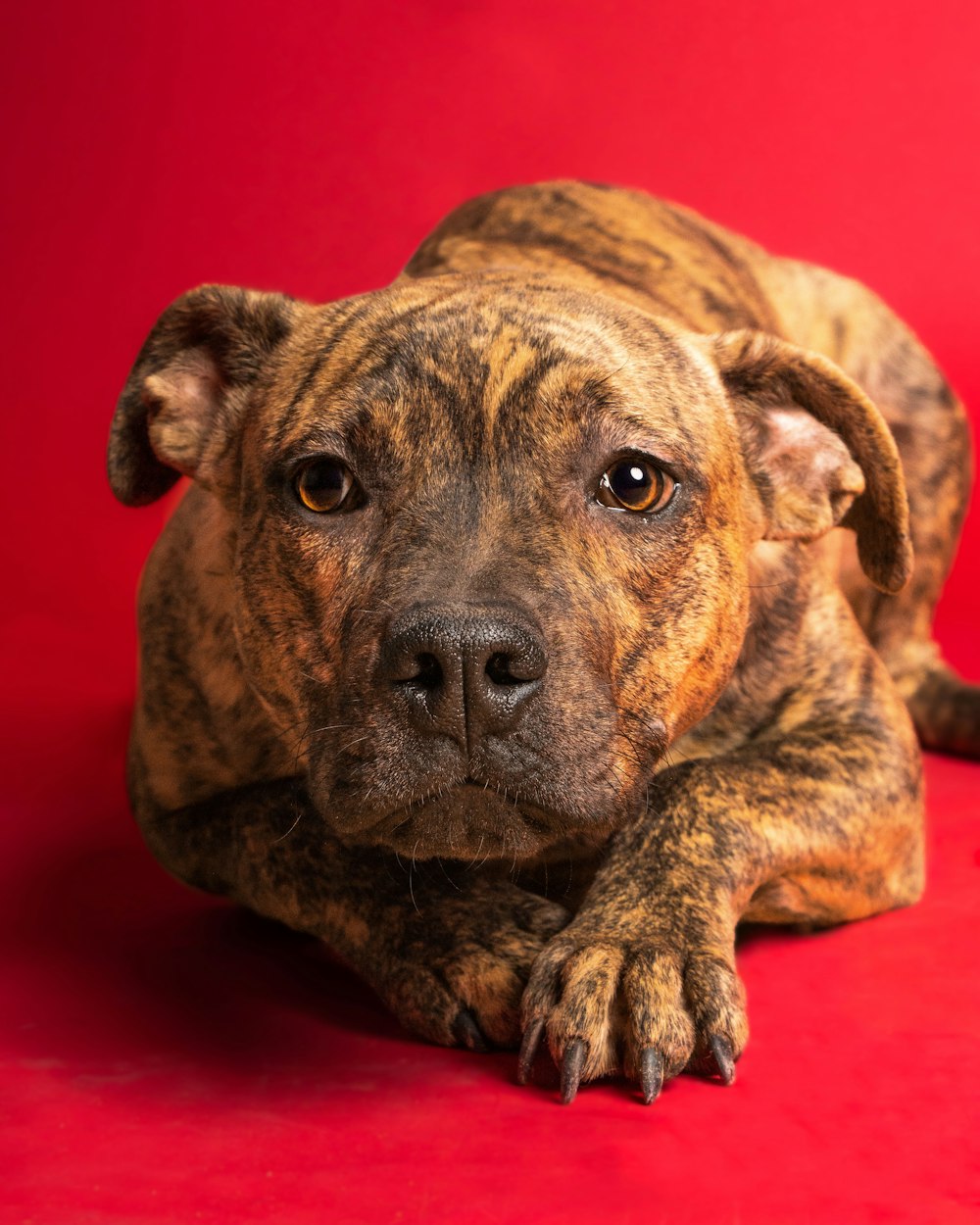 a close up of a dog laying on a red surface