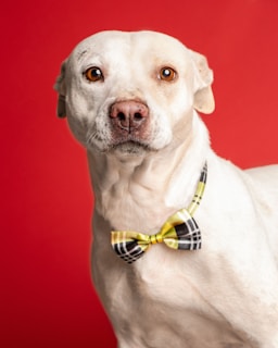 A cheerful dog wearing a bow tie sitting patiently in the photo studio.