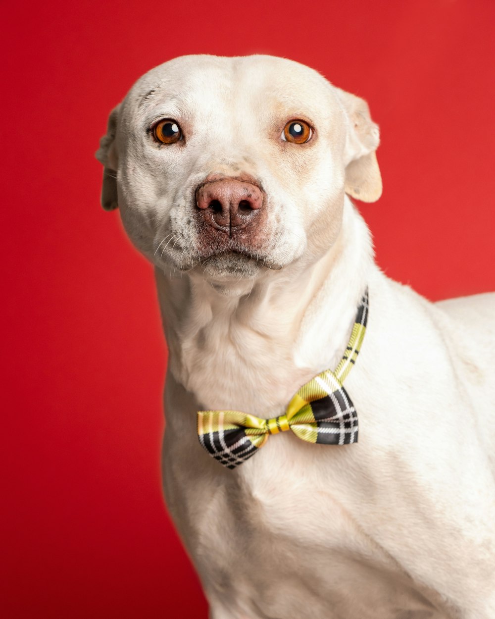 a white dog wearing a yellow bow tie