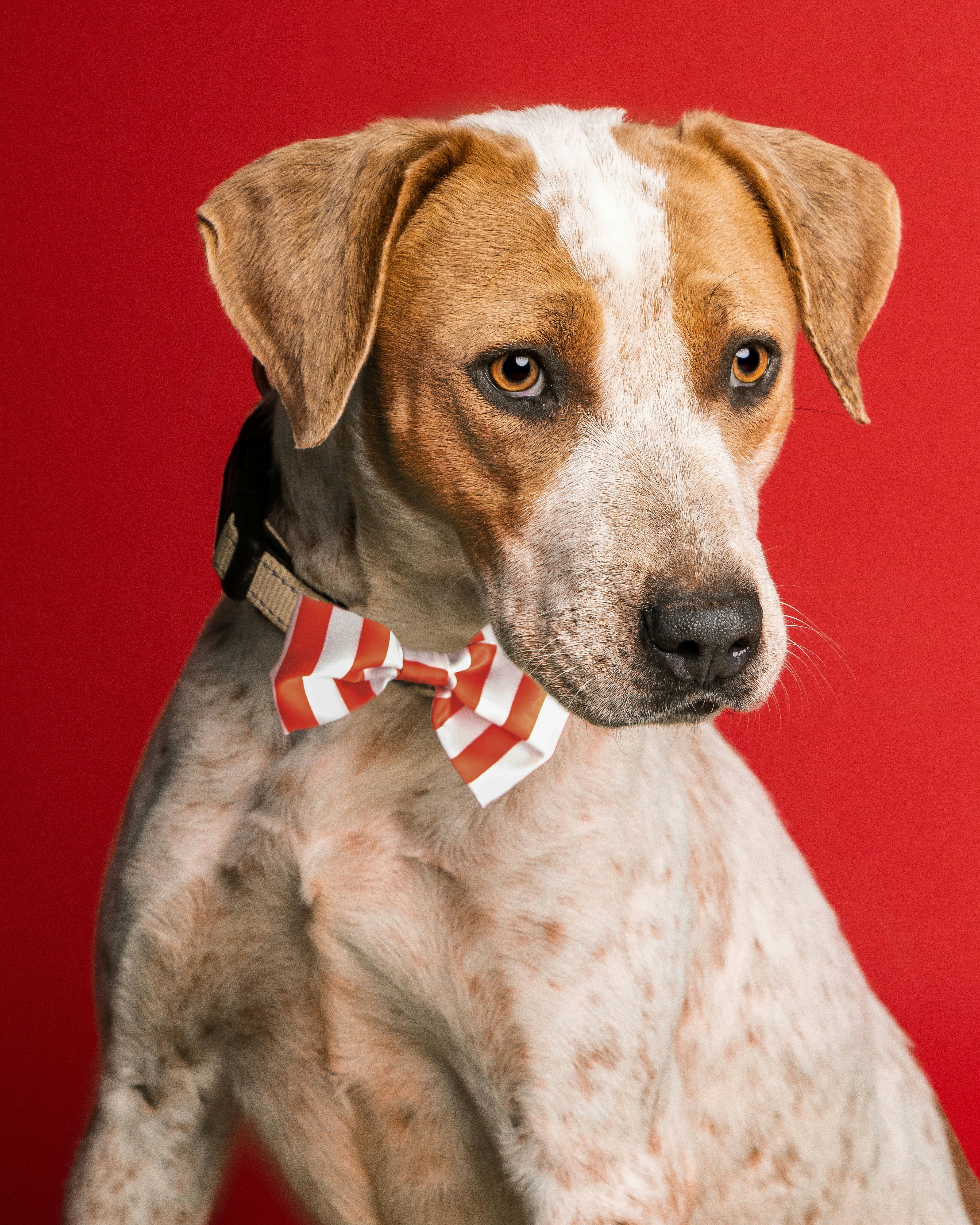 a brown and white dog wearing a red and white bow tie