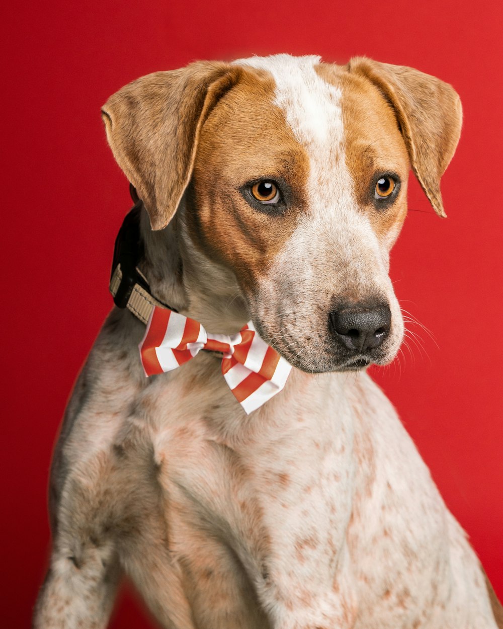 a brown and white dog wearing a red and white bow tie