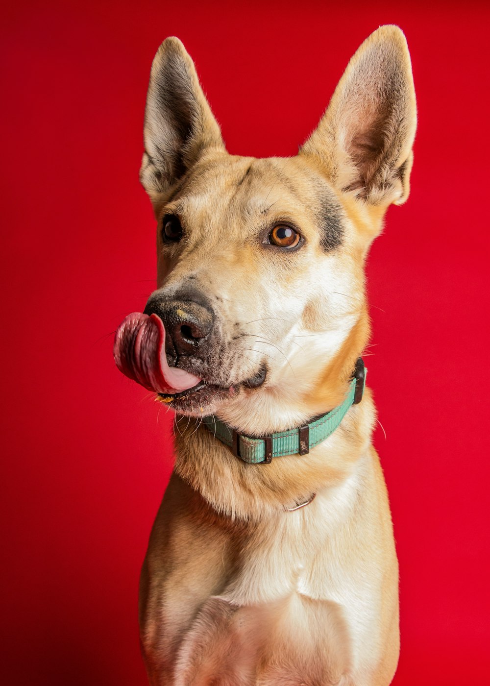 a close up of a dog with a red background