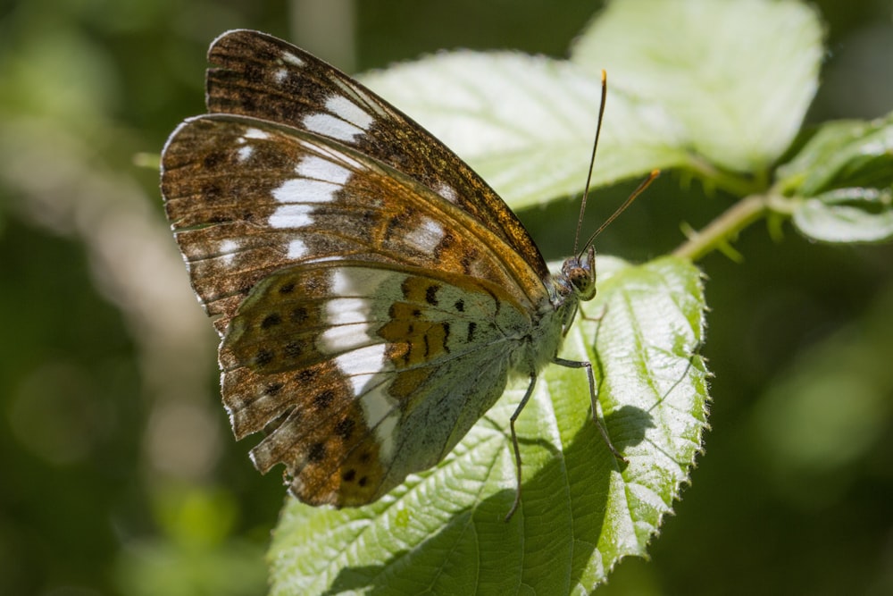 a close up of a butterfly on a leaf