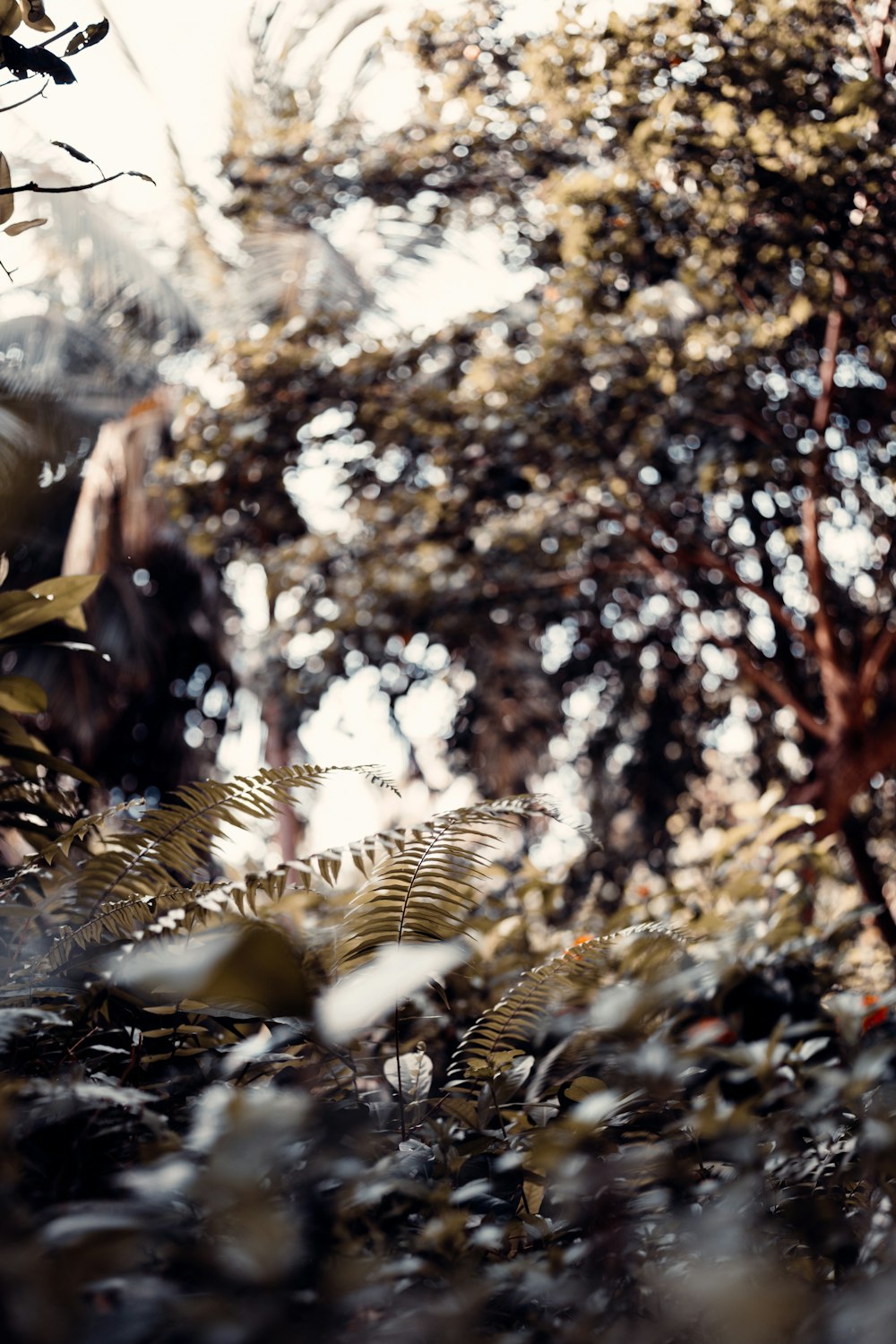 a blurry photo of a forest with trees and plants