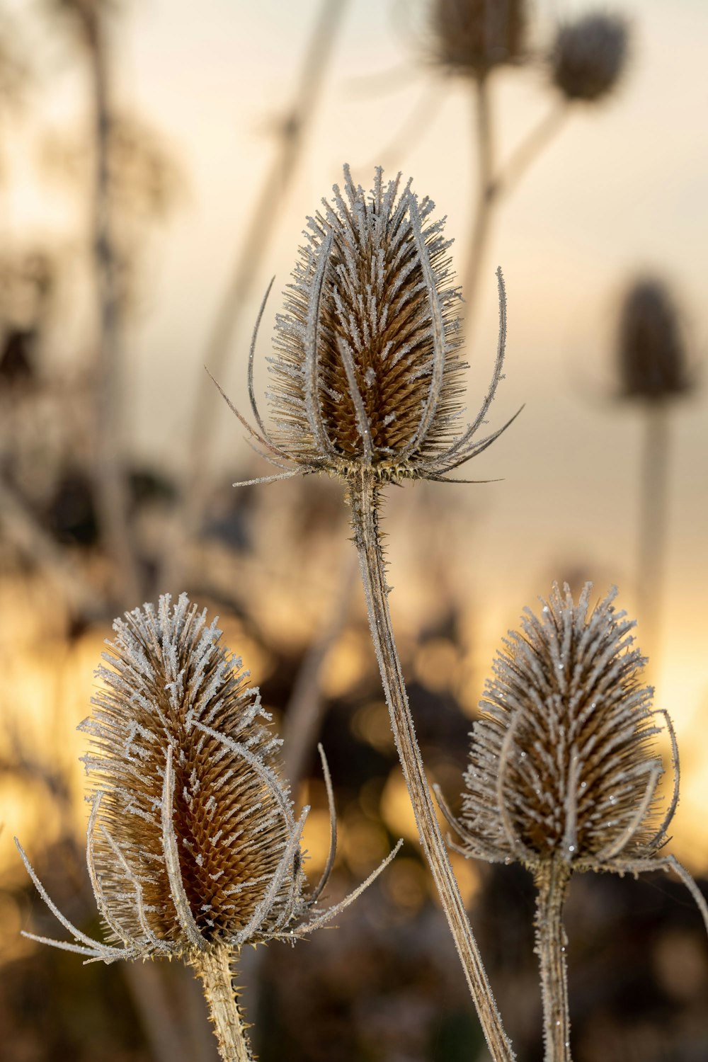 a close up of a plant with frost on it