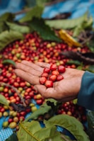 Coffee farmer carefully hand-picking mature coffee cherries in the organic plantation