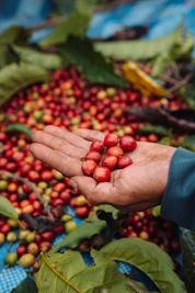 Close-up of freshly picked ripe coffee cherries held against a backdrop of green leaves.