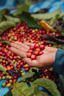 A hand holds a few ripe, red coffee cherries above a pile of more coffee cherries scattered on a blue cloth. Large green leaves are also present around the pile, indicating freshly harvested coffee.