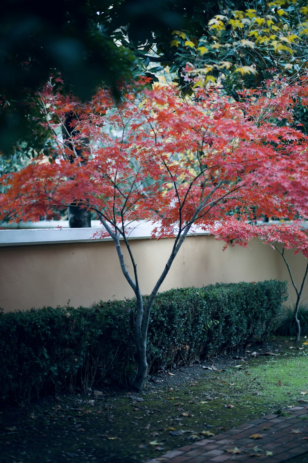 a tree with red leaves in front of a building