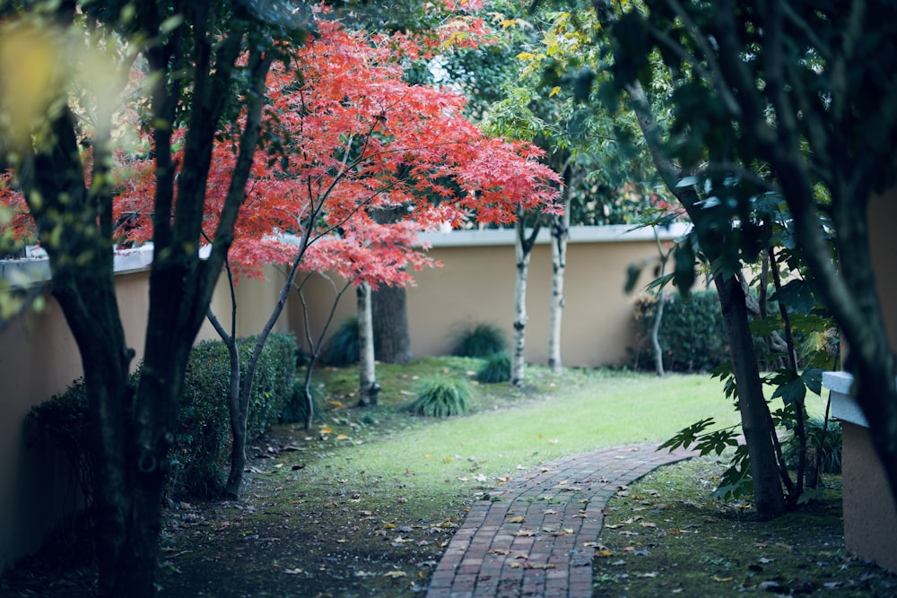 a brick path leading to a house with a red tree in the background