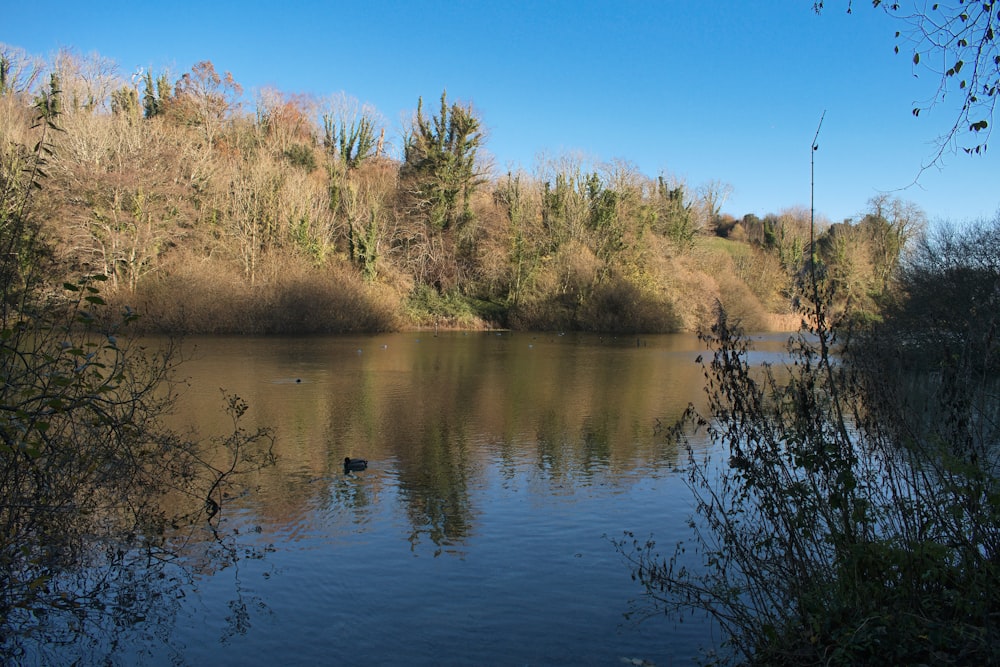 a body of water surrounded by trees and bushes