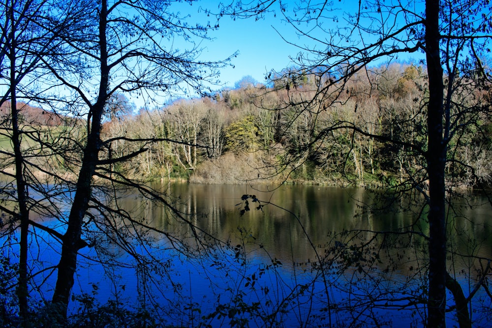 a body of water surrounded by trees and a forest