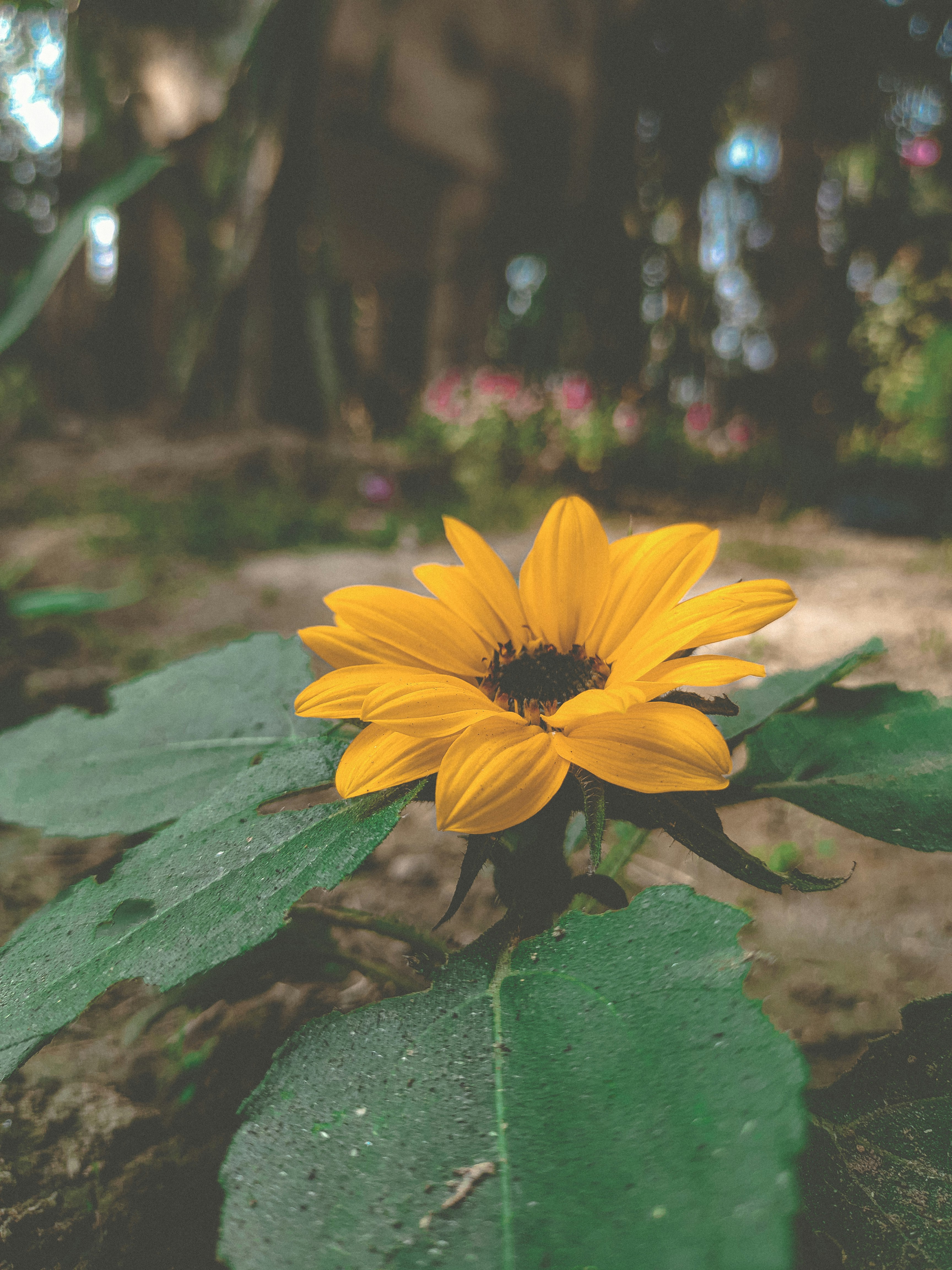 Photo by sba_saklaine