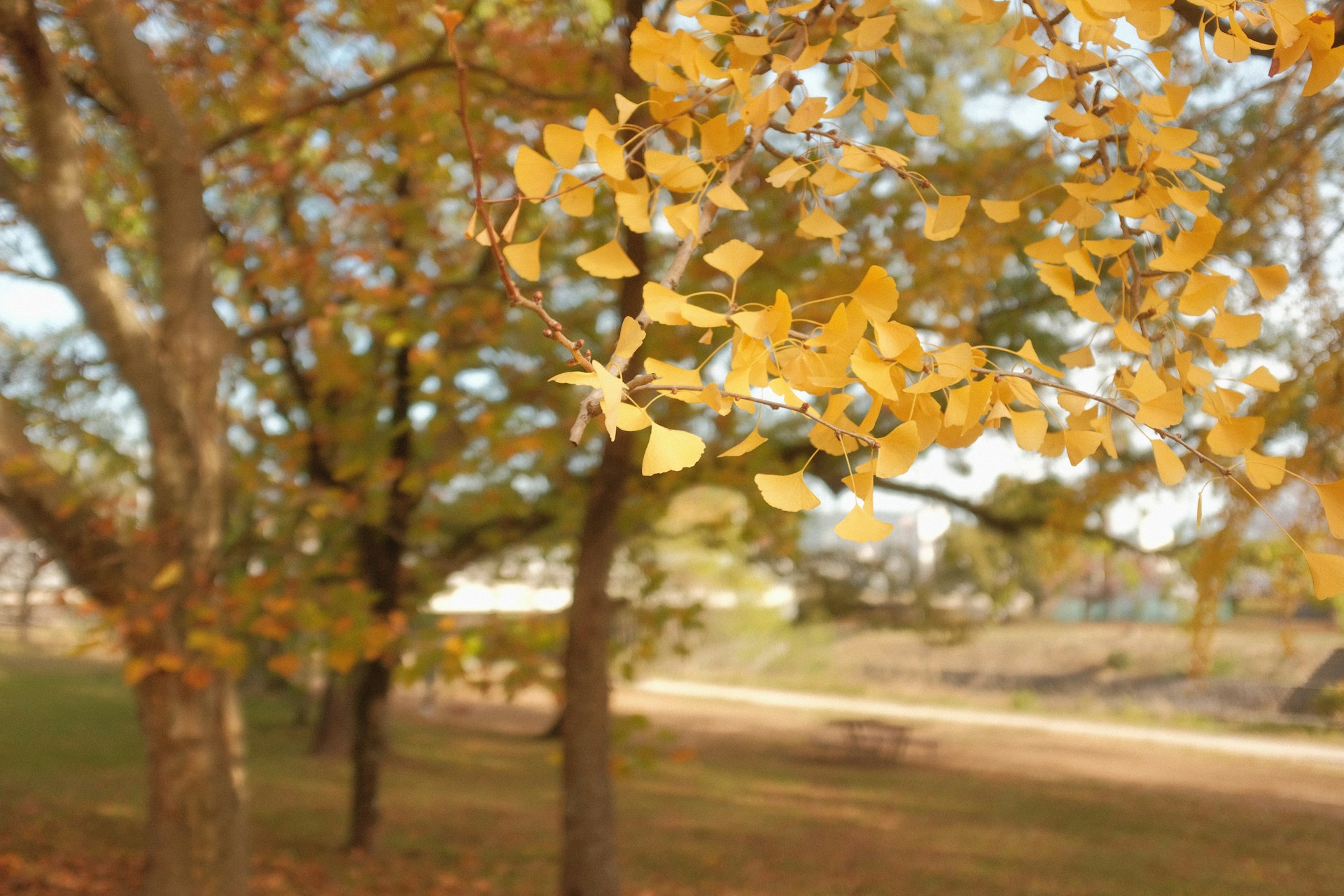 a tree with yellow leaves in a park