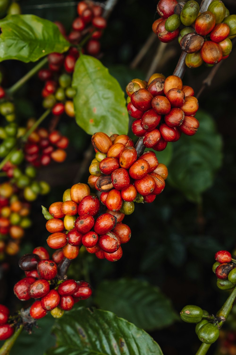 a close up of a bunch of berries on a tree