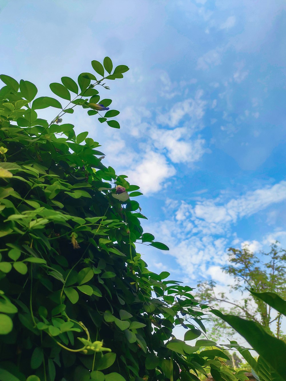 a green bush with a blue sky in the background