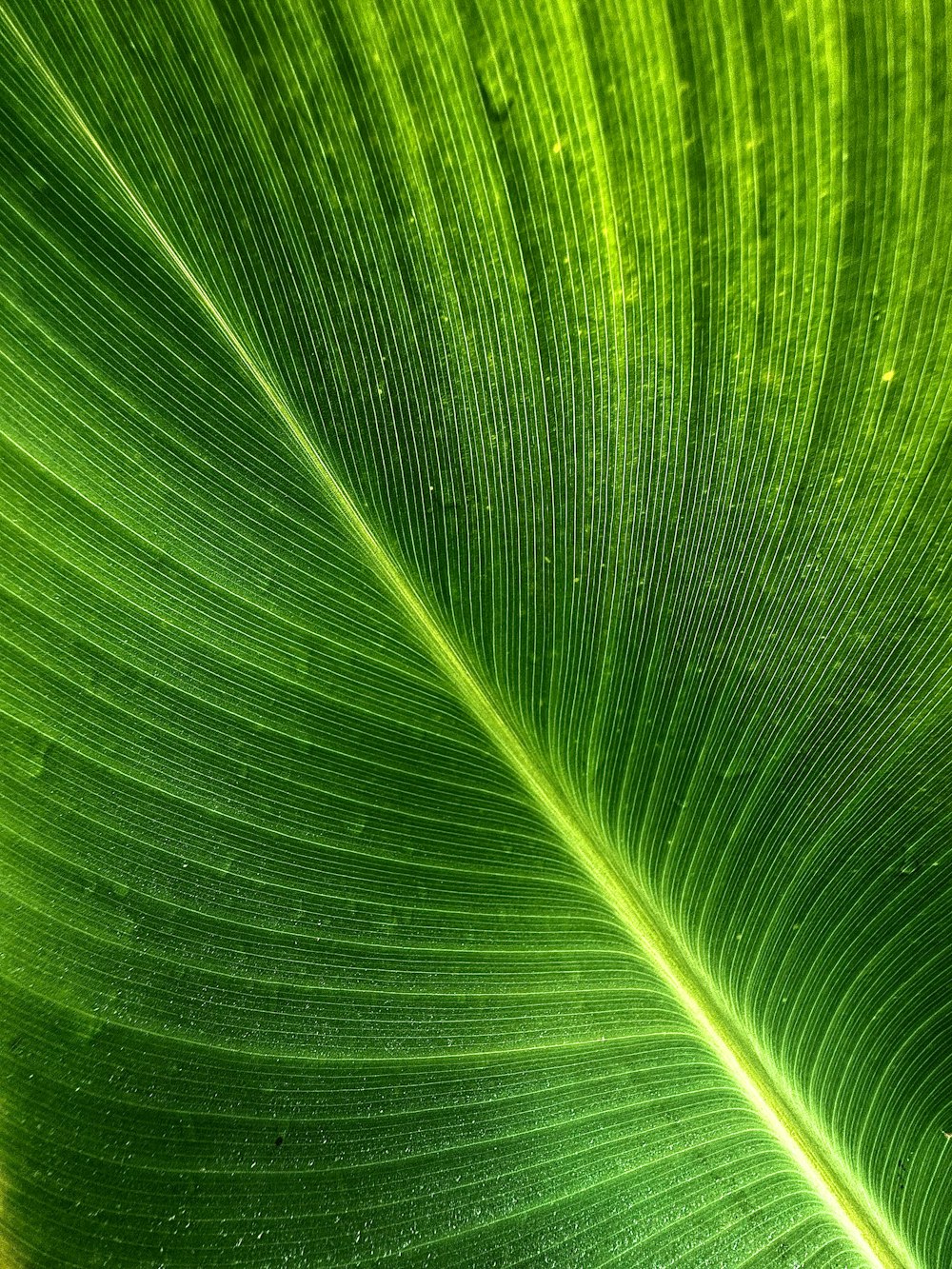 a close up view of a green leaf