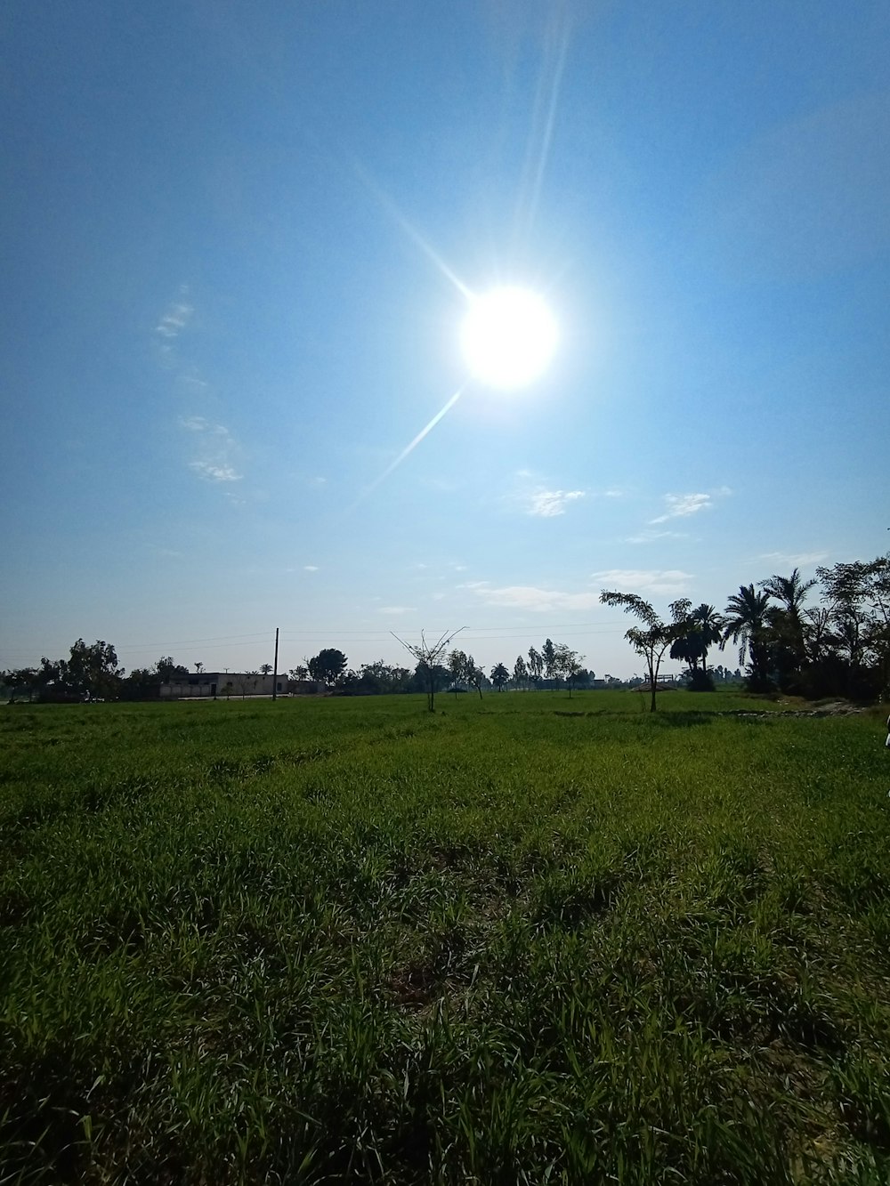 the sun is shining over a grassy field