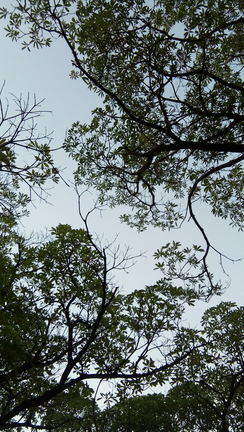 looking up at the branches of a tree