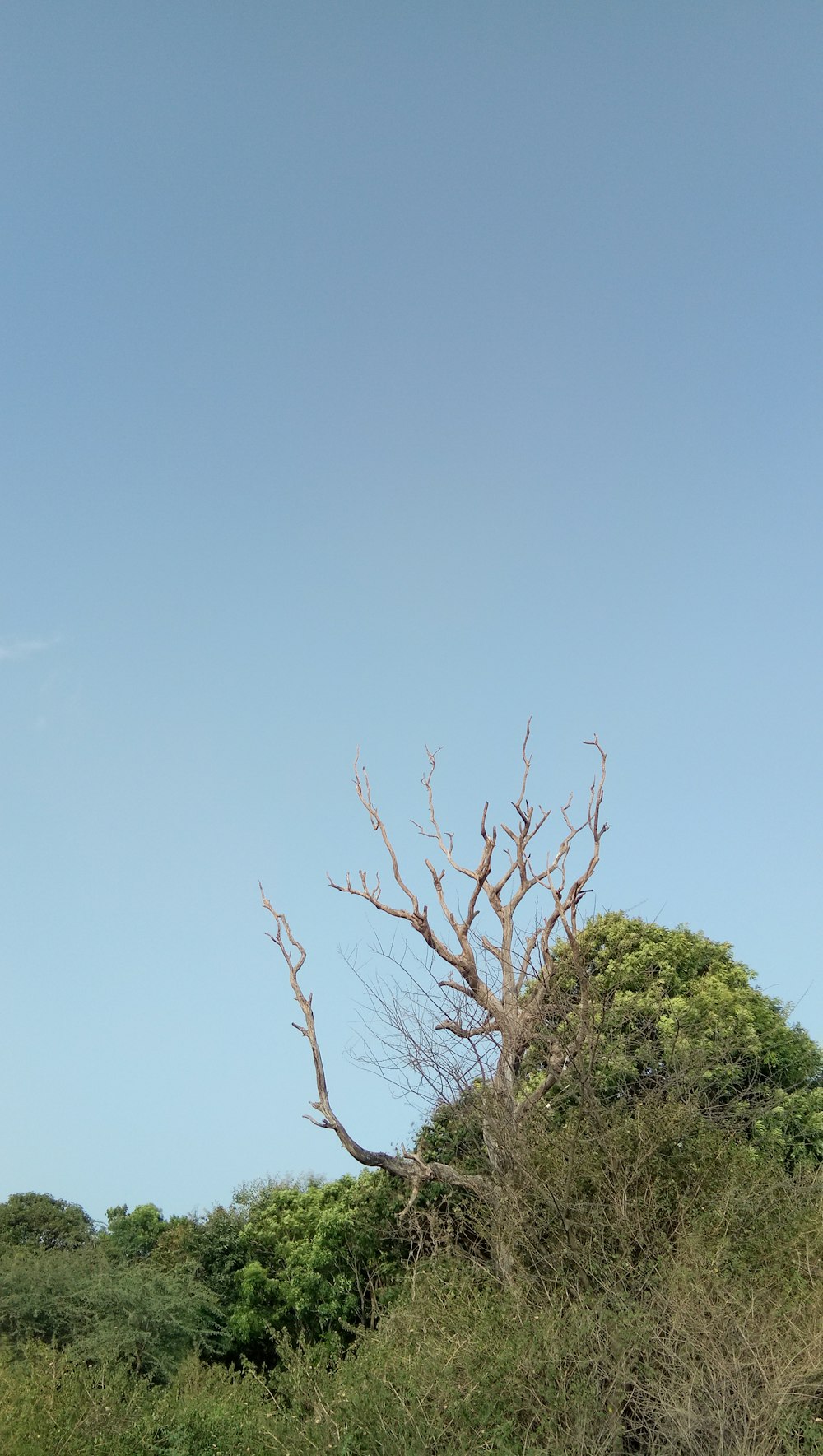 a giraffe standing next to a tree in a field