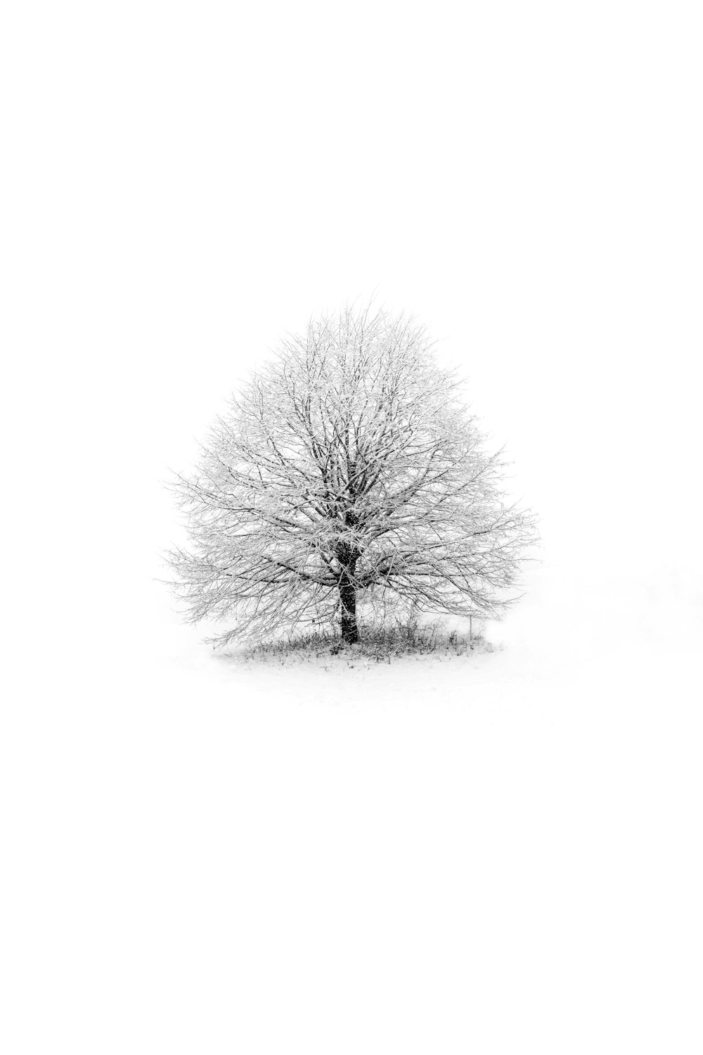 a lone tree stands alone in the snow