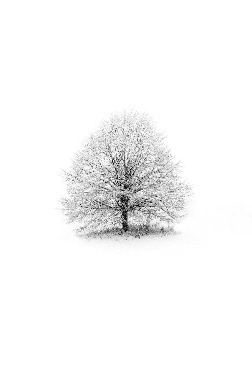 Un albero solitario si erge da solo nella neve