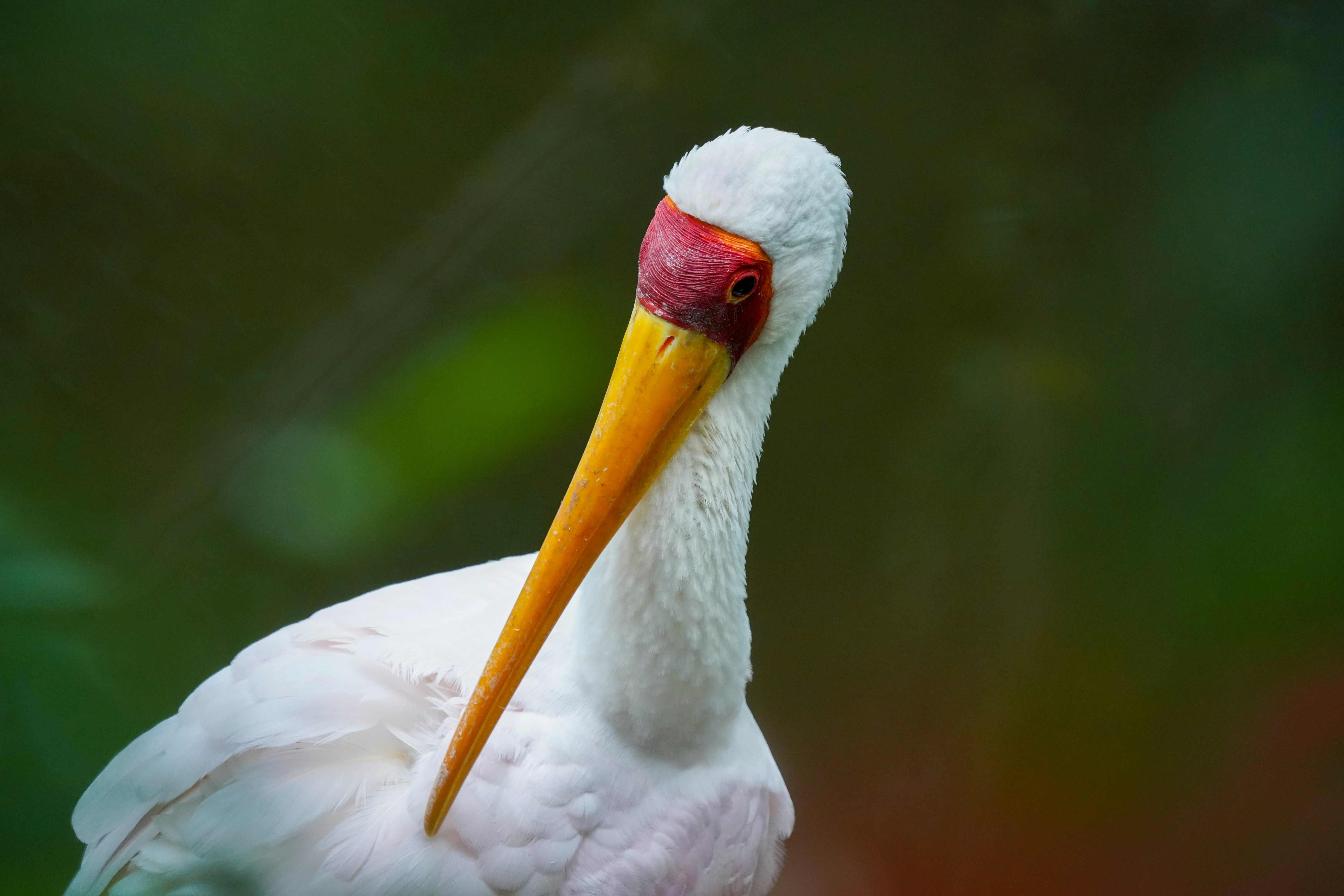 a close up of a white bird with a red beak