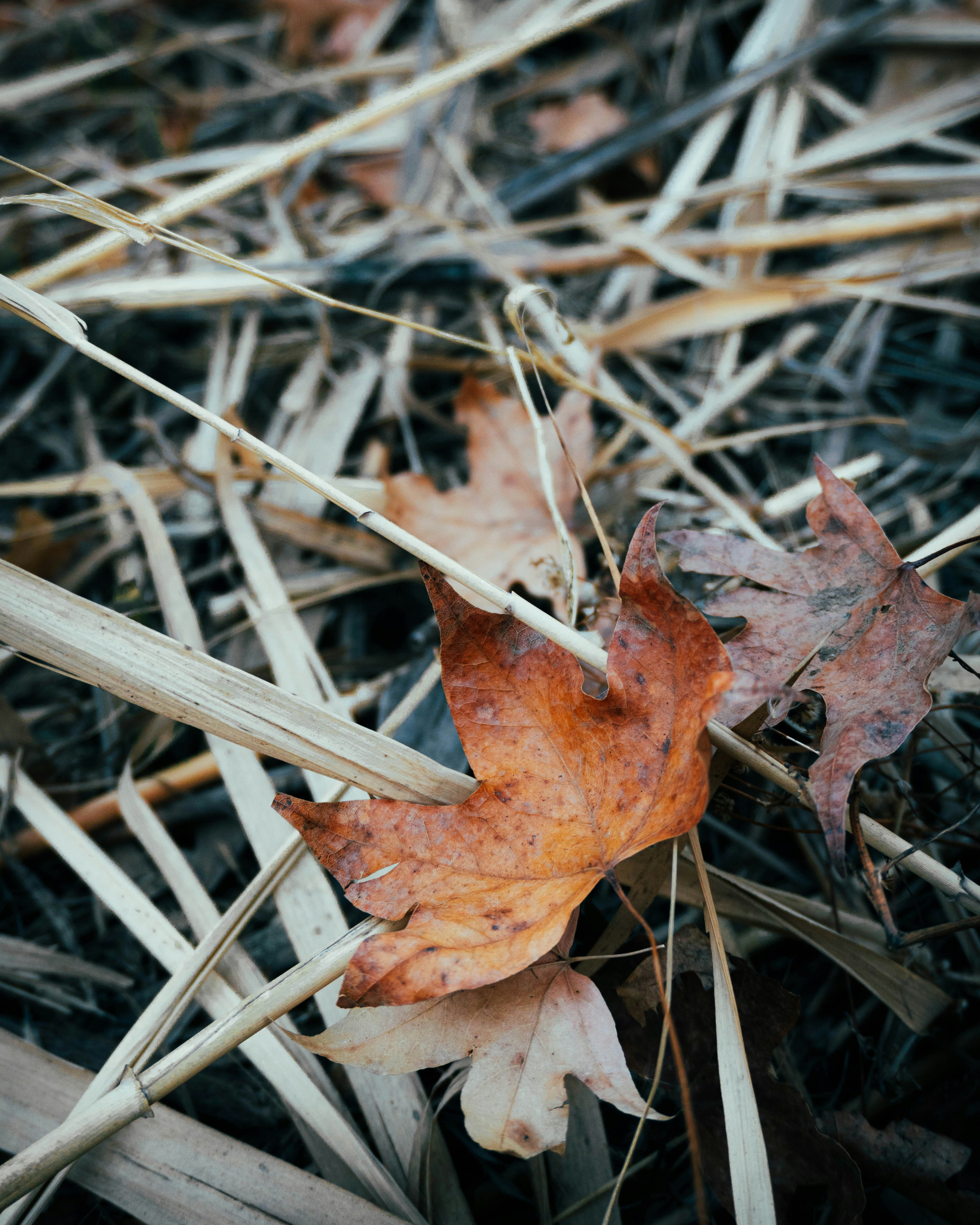 Photo by zedthegretti